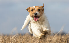 terrier-1130-2.jpg