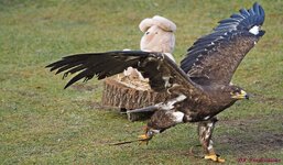 Running Eagle 1.3.JPG