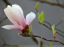 IMG_0880_DSLR.jpg