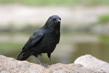 comp_IMG_7431l.jpg