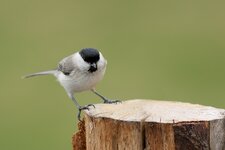 comp_IMG_8010l.jpg