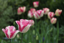 IMG_1207_web.jpg