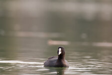 IKnXDaa_150-600@552_1^800_6.3_I800A_OS_EC+1div3_AV_CS_LV_FLX-Si_26C_EOS 70D_TAMRON 150-600mm F5-.jpg IKnXDaa_150-600@552_1^800_6.3_I800A_OS_EC+1div3_AV_CS_LV_FLX-Si_26C_EOS 70D_TAMRON 150-600mm F5-.jpg