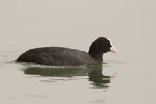 IvX7OWs_800-800@800_1^250_7.1_I100_AI_EC+1div3_AV_CS_ZoneAF_20C_EOS 70D_EF400mm f2.8L IS +2xIII.jpg IvX7OWs_800-800@800_1^250_7.1_I100_AI_EC+1div3_AV_CS_ZoneAF_20C_EOS 70D_EF400mm f2.8L IS +2xIII.jpg