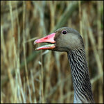 Gans - 7D2-2940-03.jpg