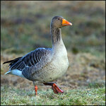 Gans - 7D2-2821.jpg