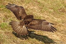 1000_IMG_0312_ps.jpg