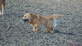 Missy dreht durch 1.9.0.JPG