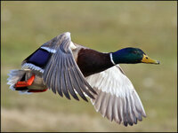 Ente - 7D2-3235.jpg