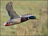 Ente - 7D2-3239.jpg
