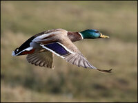 Ente - 7D2-3248.jpg