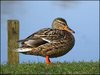 Ente - 7D2-3191.jpg