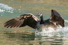 compIMG_3737.jpg