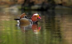 compIMG_5635-Bearbeitet.jpg