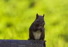 IMG_3225.jpg