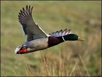 Ente - 7D2-3239-02.jpg