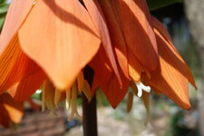 DSC04203_kl.jpg