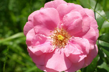 60mm_rose.jpg