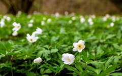 comp_mfIMG_9910_nb.jpg comp_mfIMG_9910_nb.jpg