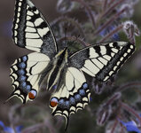 13-6D-IMG_0740.jpg