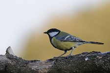 Kohlmeise 03052013GueA.jpg