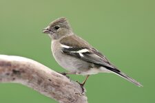 compIMG_8114l.jpg