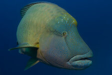 unbenanntmaldiv08_cf1_0333001.jpg
