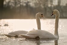 comp_IMGP9894rba.jpg comp_IMGP9894rba.jpg