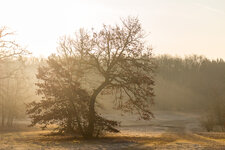 IMG_1306-1.jpg