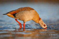 _P3A0888_Nilgans.jpg _P3A0888_Nilgans.jpg