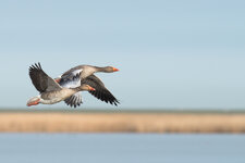 flug1200pxHJ8_0315-Bearbeitet.jpg