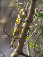 Gruenfink_2015-03-26_EOS5DMarkIII_IMG_1388.jpg