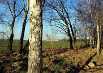 birken_roethehof_2.jpg