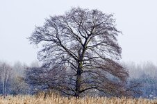 comp_baum300mm.jpg