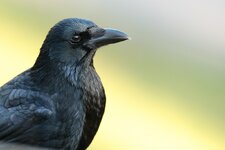 Kolkrabe (Corvus corax)11.jpg