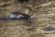 Zwergtaucher-1.JPG