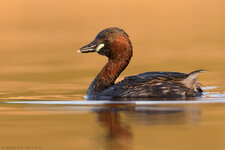 _Q5A3136.jpg _Q5A3136.jpg