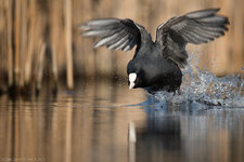 _Q5A0154.jpg _Q5A0154.jpg