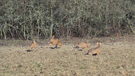 P3071214 Hasenrenn4 Cr_B_HPS_.jpg