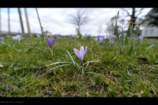 DSC_0717.jpg