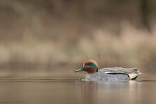 _Q5A1255.jpg _Q5A1255.jpg