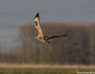 Bussard Flugbild.jpg