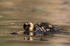 IYsROih_150-600@600_1^1250_7.1_I800_AI_EC-2div3_AV_CS_AF Point Expansion (8 point)_30C_7DII_TAMR.jpg