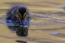 I[Ea3xD_150-600@600_1^1000_8.0_I3200A_AI_EC-1div3_AV_CS_AF Point Expansion (8 point)_33C_7DII_TA.jpg