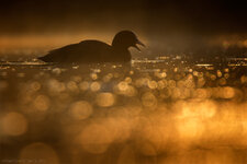 _Q5A3079.jpg _Q5A3079.jpg