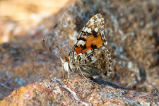 ISY_9021-2.jpg