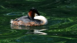 DSC_7300_ebv4.jpg DSC_7300_ebv4.jpg