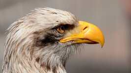 DSC_6175_ebv3.jpg DSC_6175_ebv3.jpg