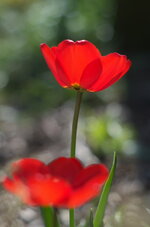 Tulip.jpg