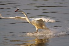 Schwan beim Landen.jpg